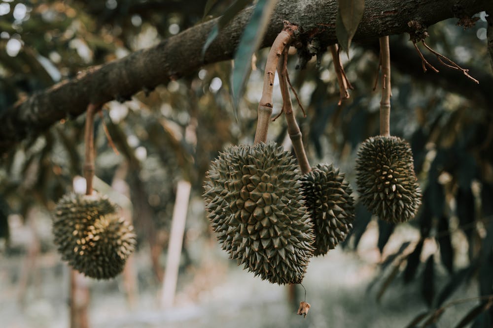 Making the Most of Seasonal Produce