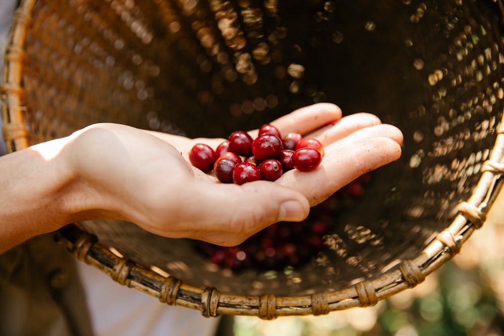 Making the Most of Seasonal Produce