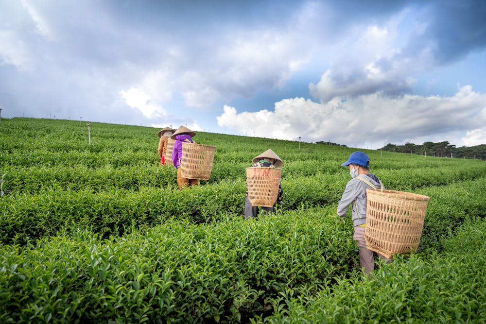 Making the Most of Seasonal Produce