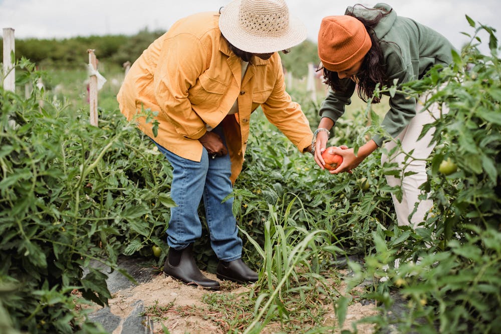 Making the Most of Seasonal Produce